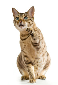 Close-up portrait of a cat against white background