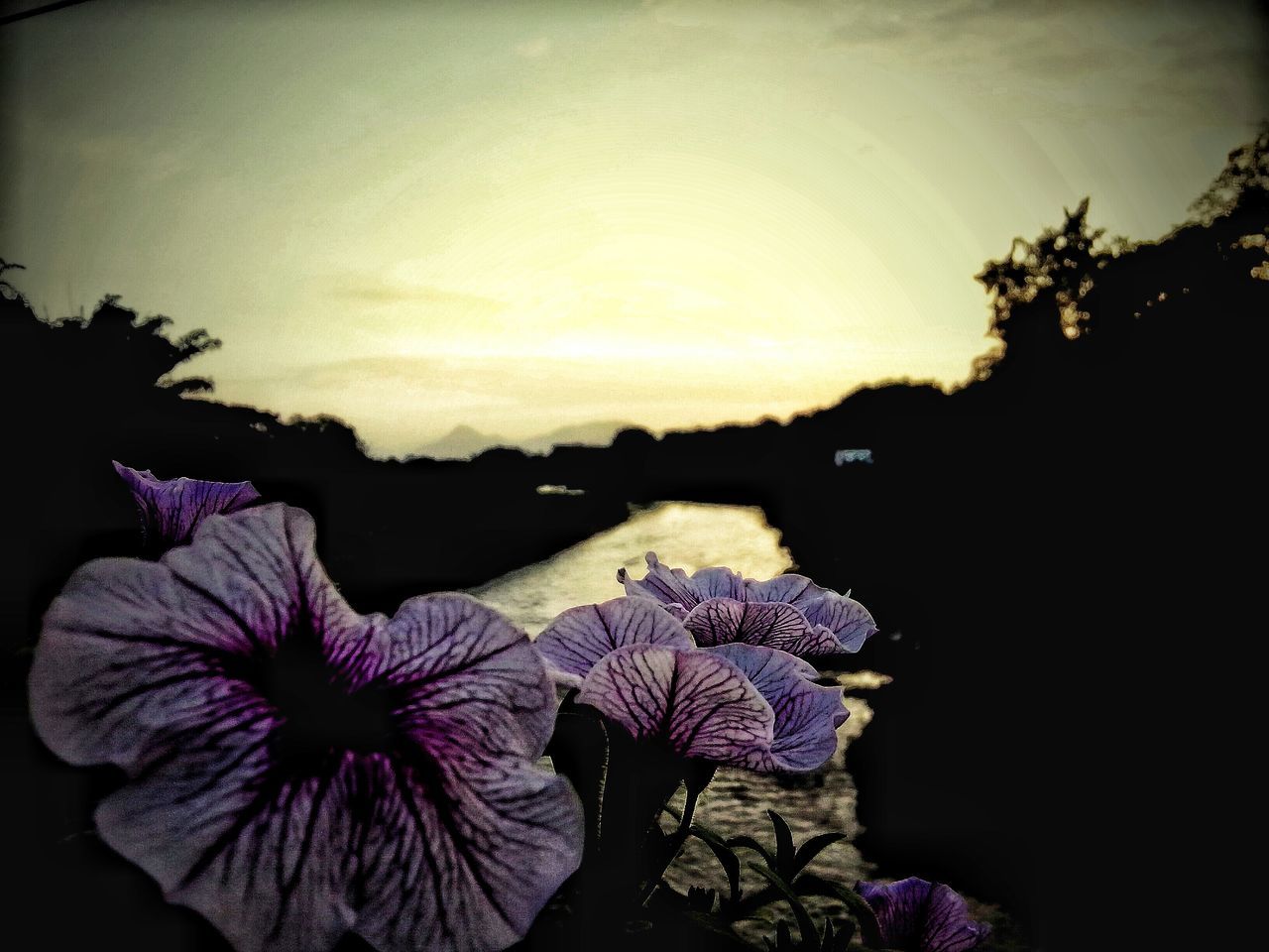 silhouette, transfer print, purple, auto post production filter, flower, sky, beauty in nature, dusk, nature, blue, sunset, growth, plant, outdoors, tree, tranquility, fragility, no people, copy space, close-up