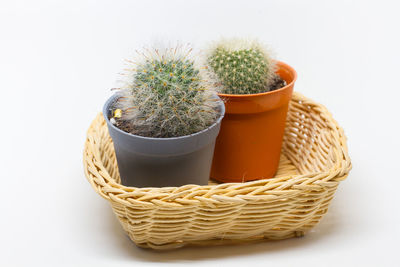 Close-up of potted plants in basket