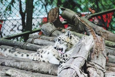 White tiger resting on wood logs at zoo