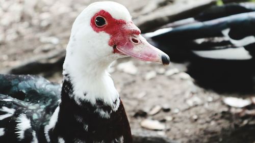 Close-up of a bird