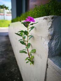 Close-up of flower growing on plant