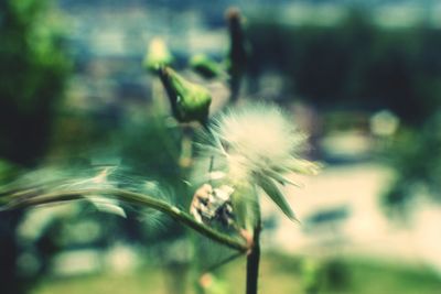 Close-up of flower