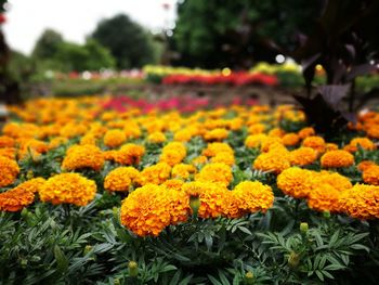 Close-up of yellow flowers blooming outdoors