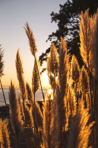 Close-up of stalks in field against sky at sunset