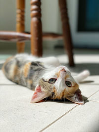 Close-up portrait of a cat