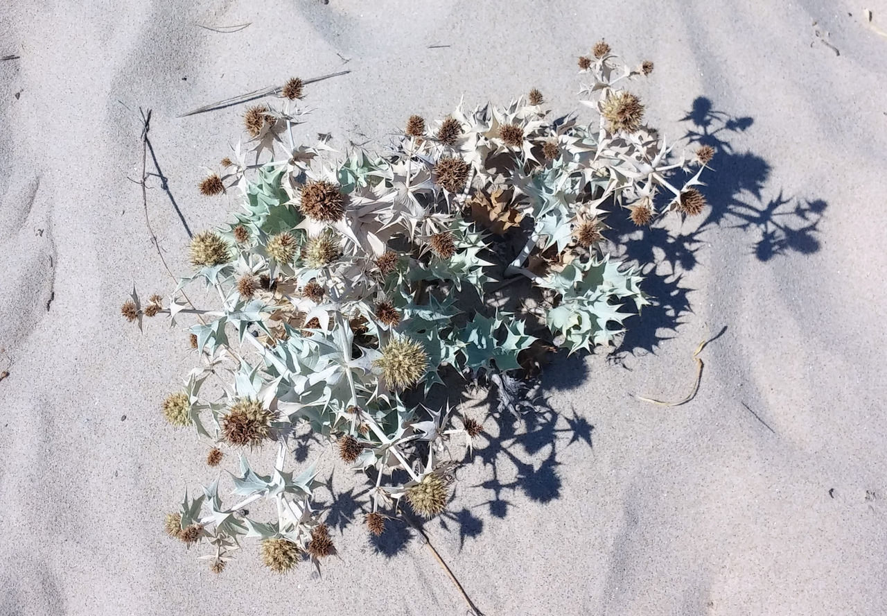 HIGH ANGLE VIEW OF FLOWERING PLANTS ON SAND AT LAND