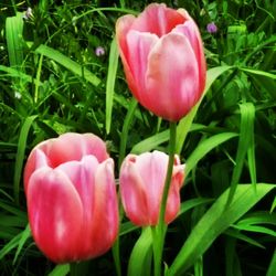 Close-up of pink flowers