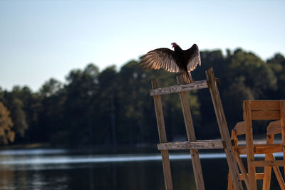 Bird perching on a lake