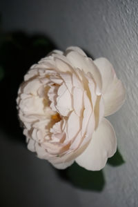 Close-up of white rose