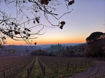 Scenic view of agricultural field against sky during sunset