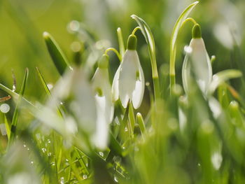 Close-up of white flowering plants on field