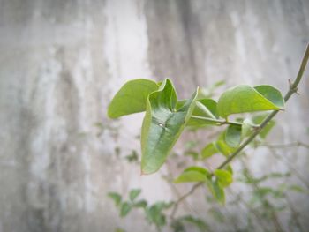Close-up of ivy growing on tree trunk against wall