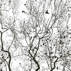 Low angle view of bare trees against sky