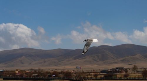 Seagull flying over mountain against sky
