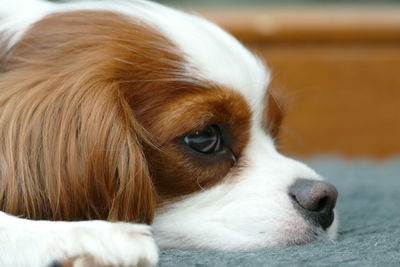 Close-up side view portrait of a cavalier king charles spaniel dog 