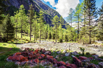 Scenic view of forest against sky