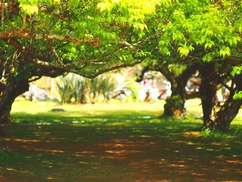 Close-up of flower tree on landscape