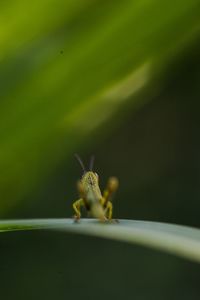 Close-up of insect