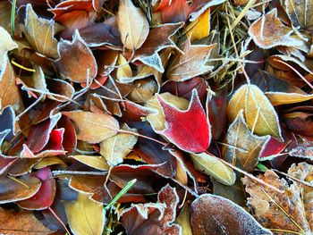 Full frame shot of leaves