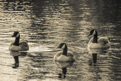 Ducks swimming on lake