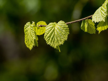 New leaves