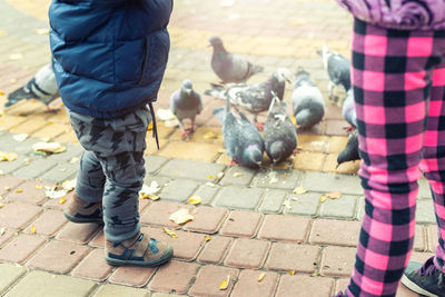 Low section of man and pigeons on footpath