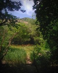 Scenic view of trees growing in forest