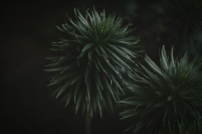 Plants growing at night