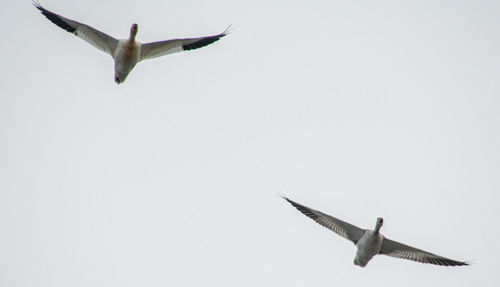 Low angle view of seagull flying in sky