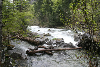 River flowing through forest