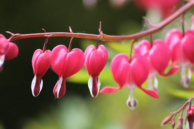 Close-up of pink flower