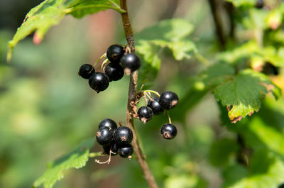 Close-up of berries growing on plant