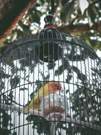 Close-up of bird perching in cage