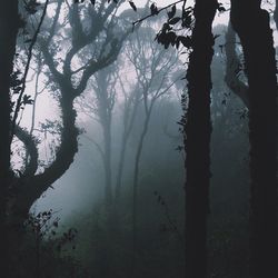 Trees in forest during foggy weather
