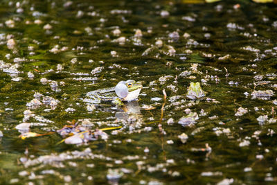 View of birds in lake