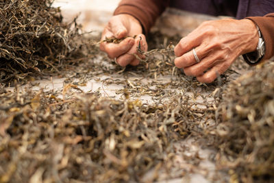 Cropped hand of man holding plant