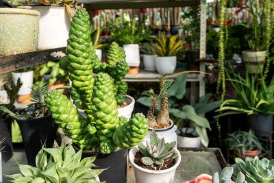 plant