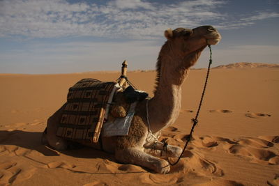 View of a camel on sand