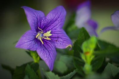 Close-up of purple iris flower