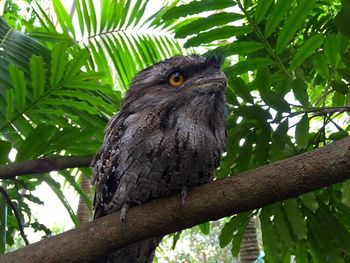 Close-up of tawny frogmouth perching on tree