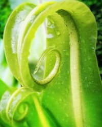 Close-up of wet green leaf