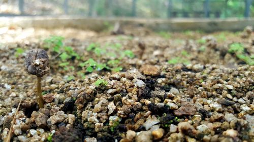 Close-up of pebbles on rock