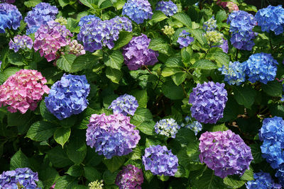 High angle view of purple flowering plants