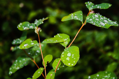 Close-up of wet plant