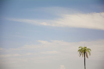 Low angle view of plants against sky