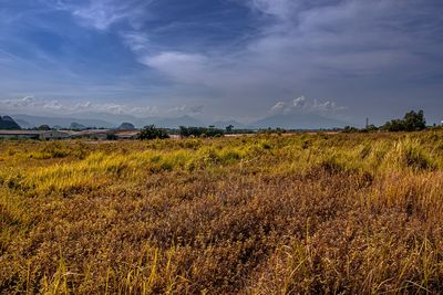 Scenic view of field against sky