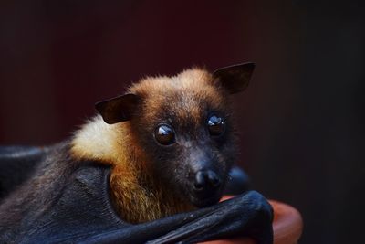 Close-up portrait of a bat