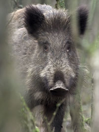 Close-up of an animal