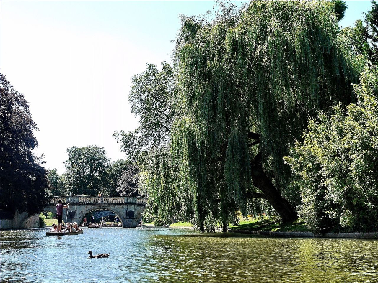 tree, water, growth, waterfront, fountain, park - man made space, clear sky, nature, branch, river, tranquility, beauty in nature, incidental people, tranquil scene, day, lake, pond, scenics, outdoors, plant